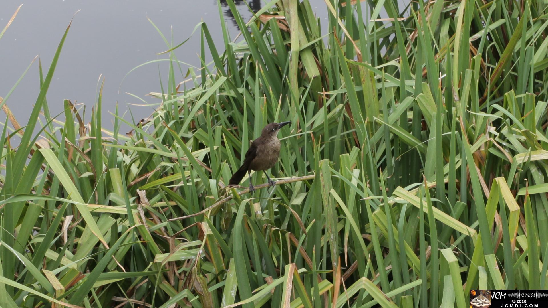 A Grackle at Bridgeport in Saugus, CA